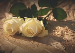 closeup photo of white roses