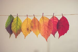 assorted-color leaf hanging decor