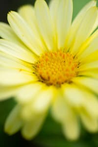 white and yellow daisy in bloom