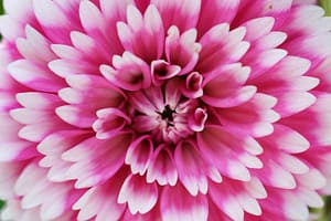 micro photography of pink flowers