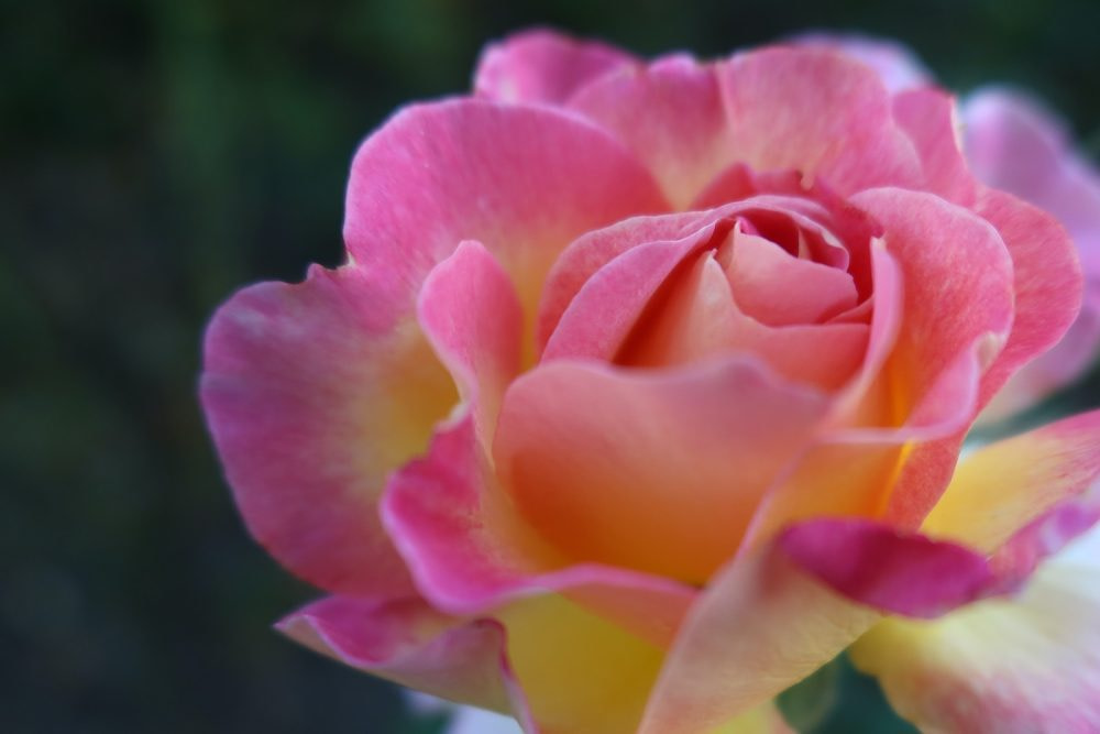 a close up of a pink and yellow rose