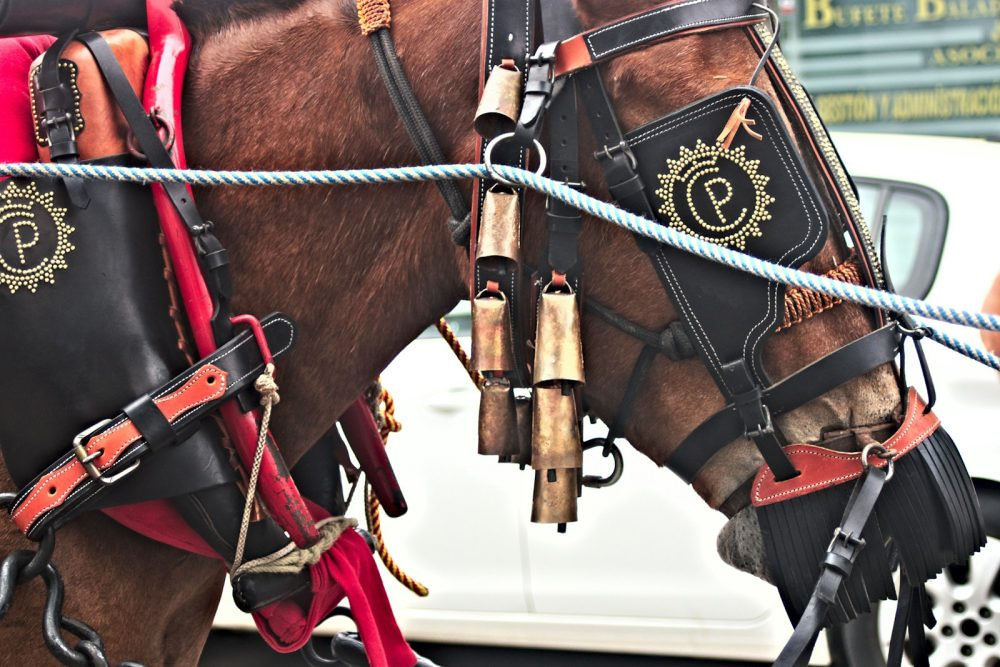 A couple of brown horses standing next to each other