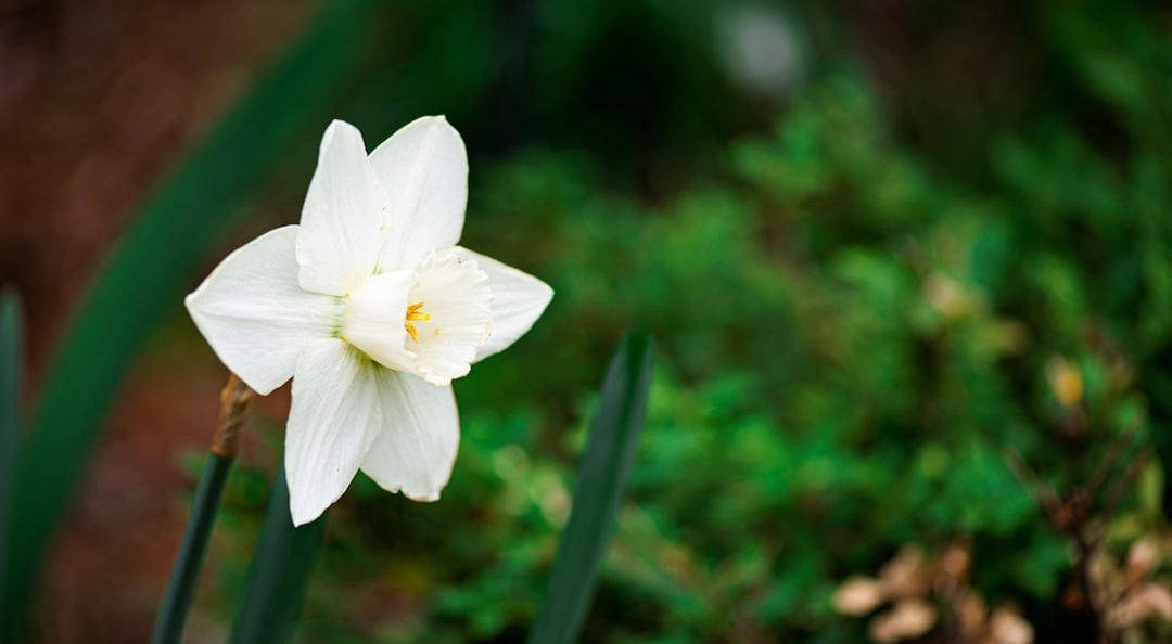 a single white flower in the middle of a garden