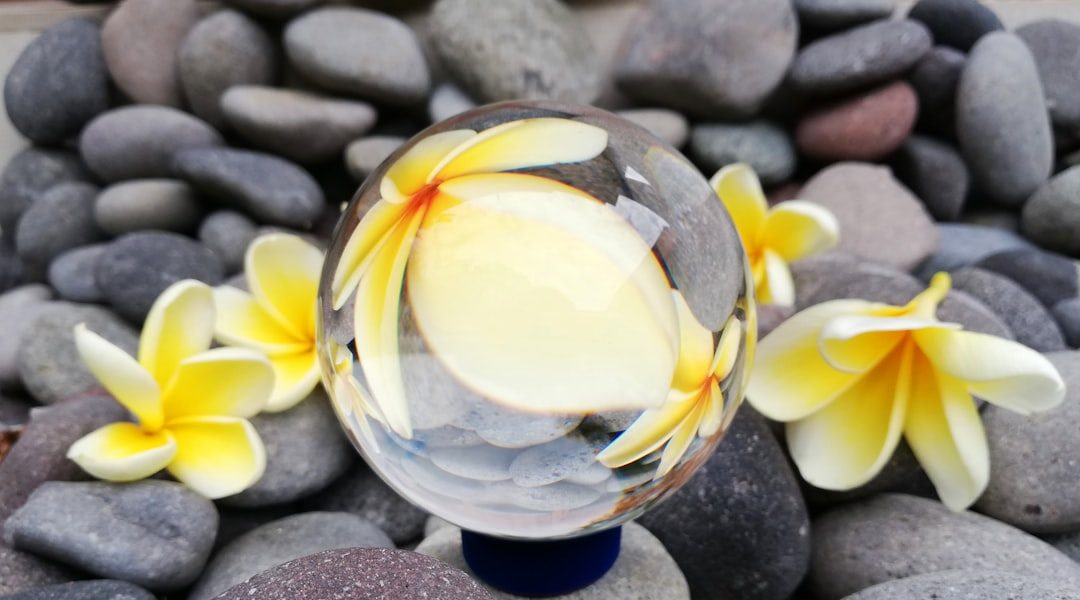 yellow and white petaled flower