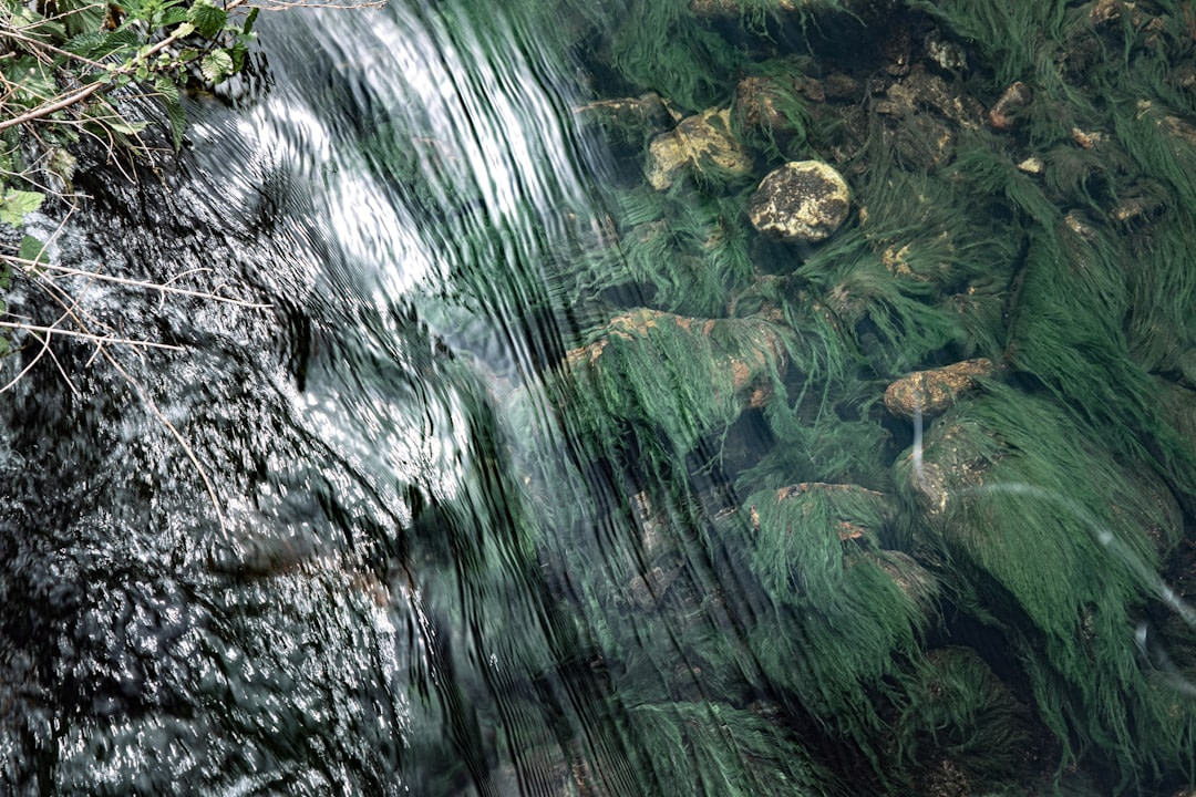 A stream of water running through a lush green forest