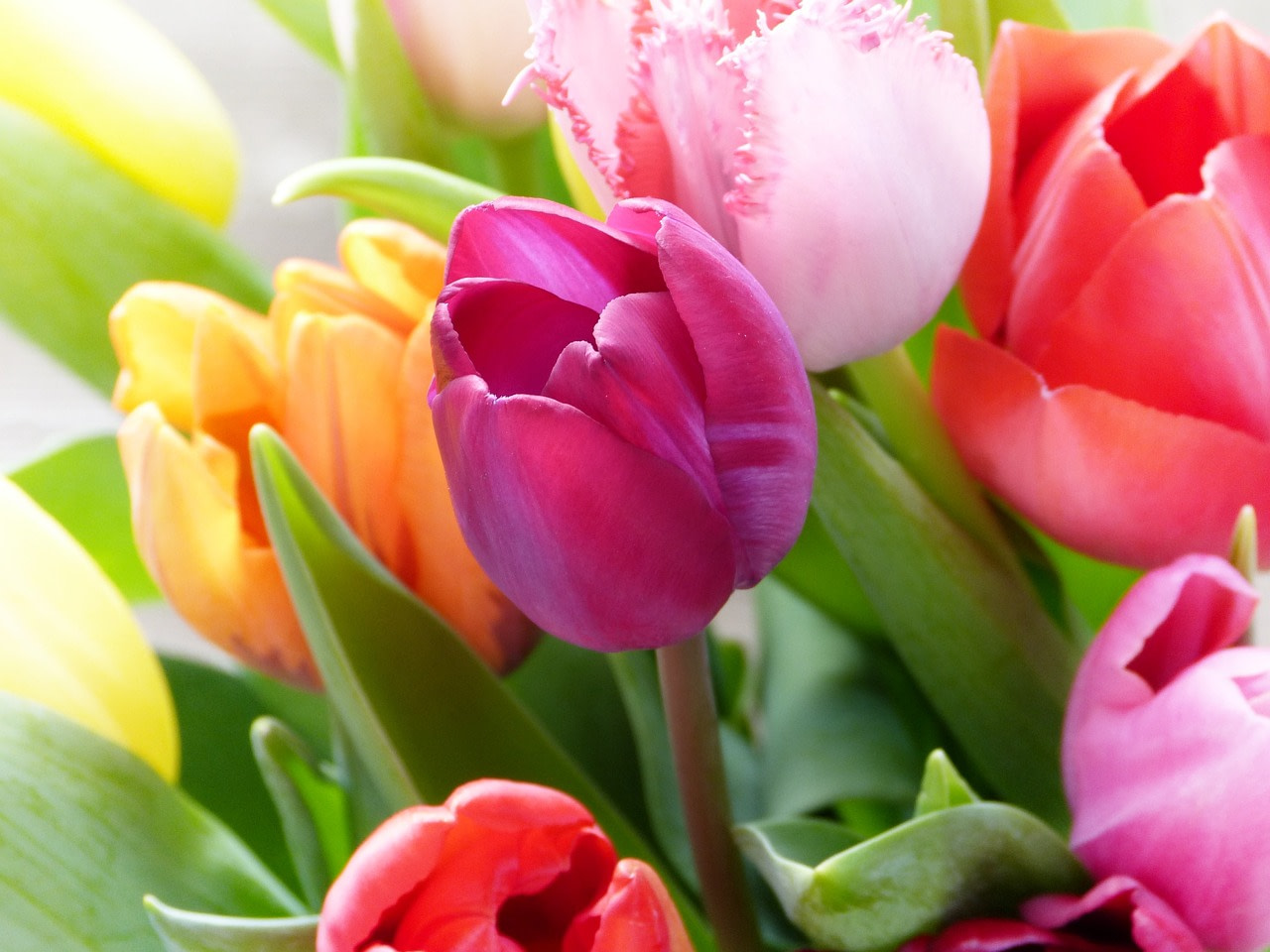 tulips, tulip bouquet, colorful