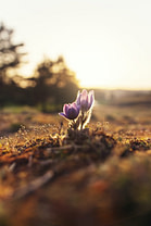 ales-me-uXvUpHY5o_4-unsplash Photo by Ales Me on Unsplash