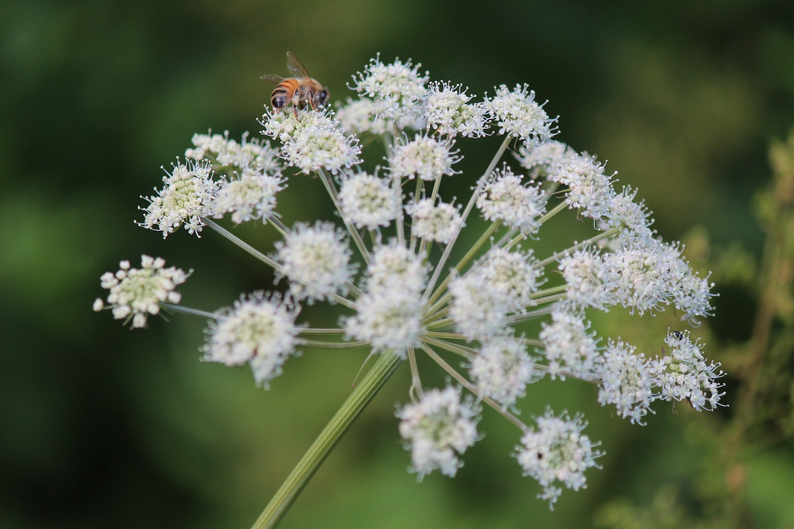 white petaled flowers