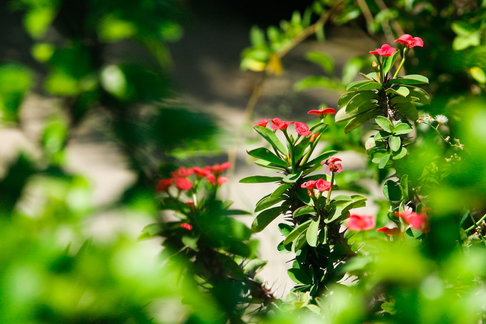 red and green flower in tilt shift lens