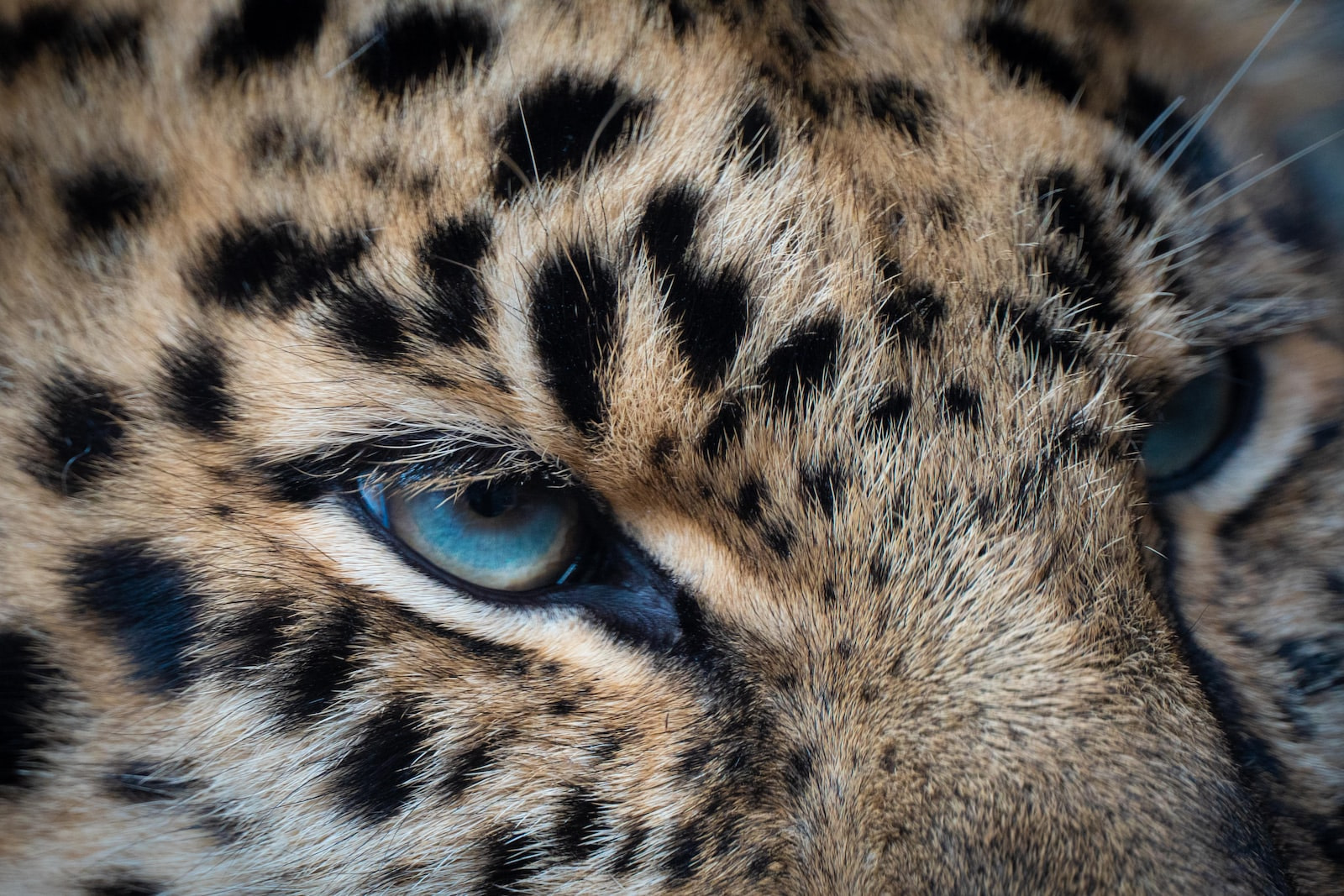 brown and black leopard illustration