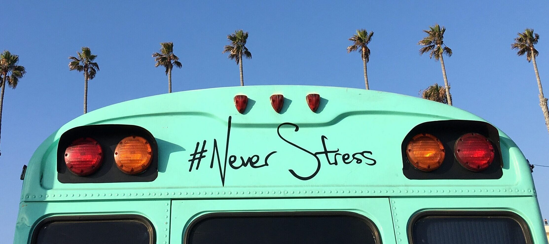 low-angle view of blue bus near coconut palm trees