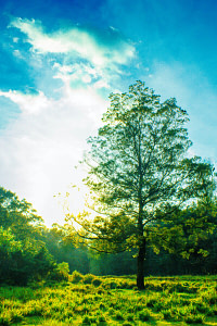 tree surrounded by grass