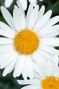 white daisy in bloom during daytime