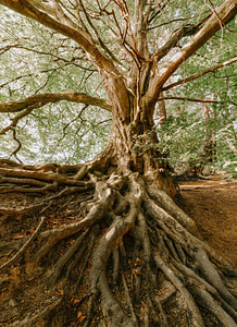 green tree during daytime