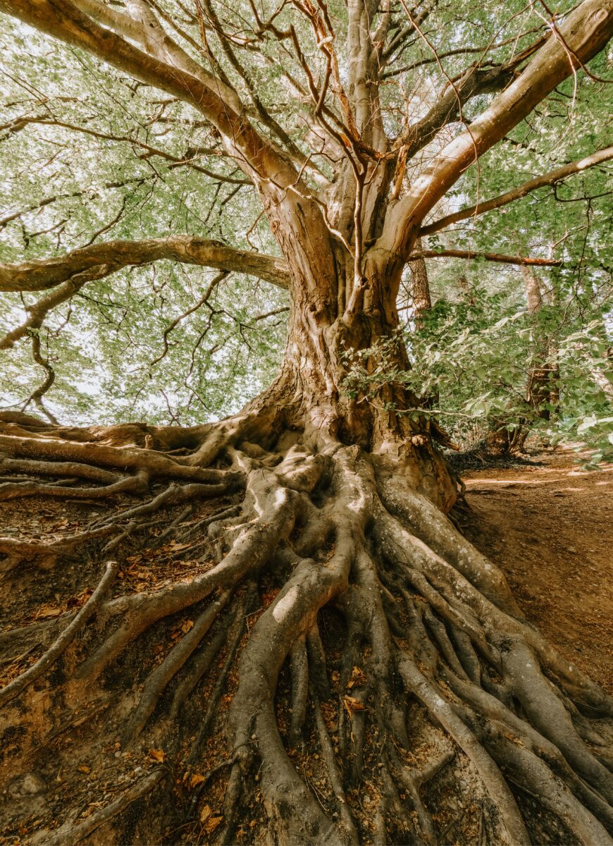 green tree during daytime