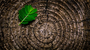 green leaf plant on brown platform