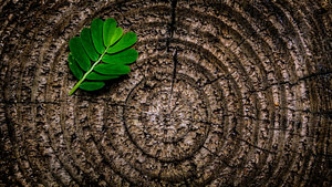 green leaf plant on brown platform