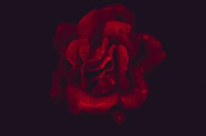 red rose with black background