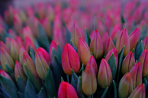 bunch of pink tulips flower