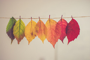 assorted-color leaf hanging decor