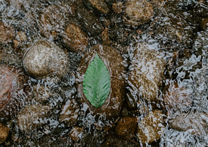 green leaf on water flow