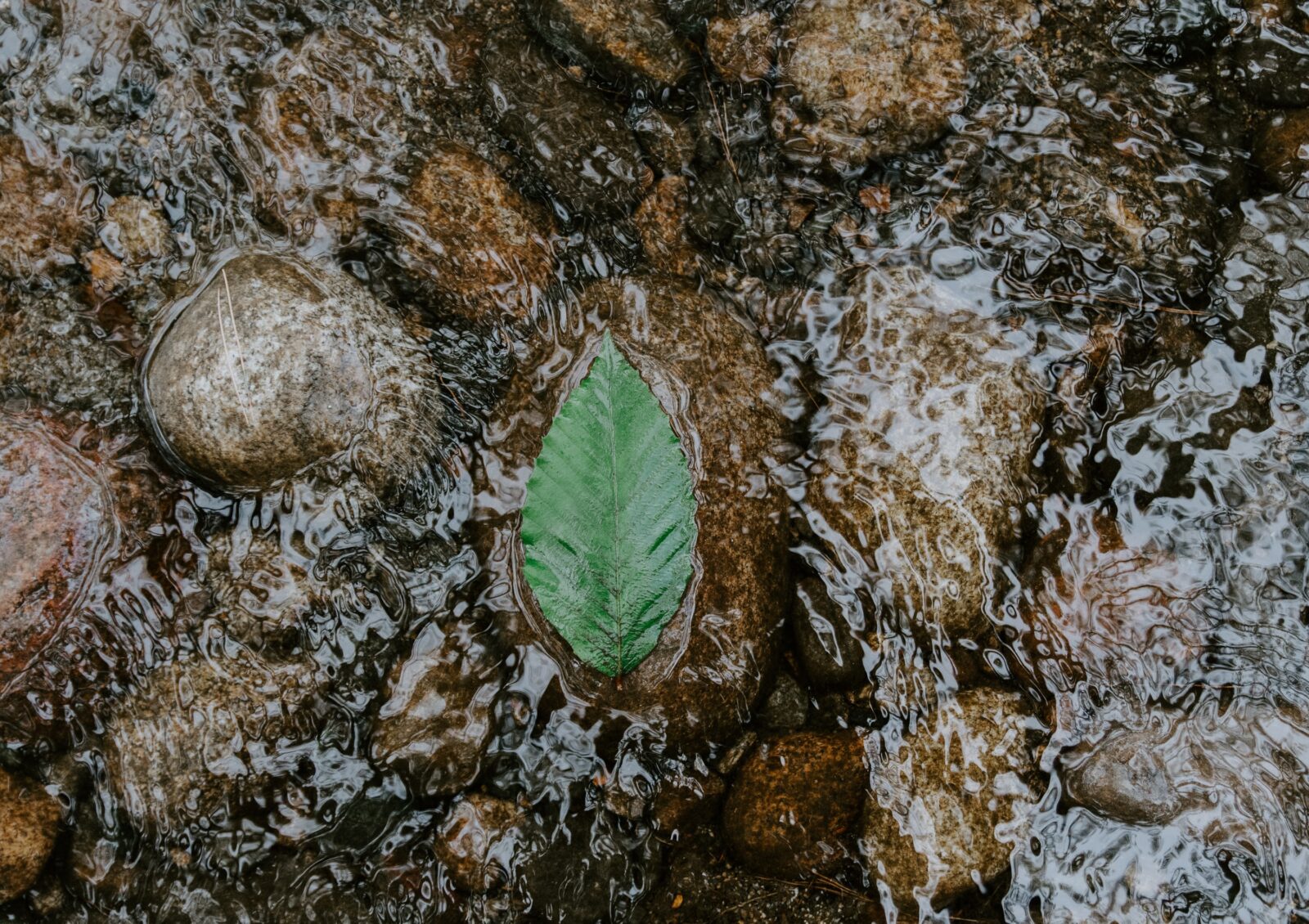 green leaf on water flow