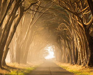 empty street in between of tall trees during golden hour