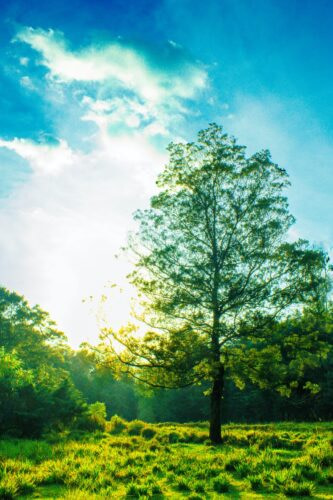tree surrounded by grass