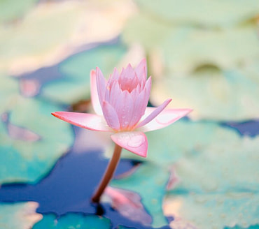 close up photo of water lily flower