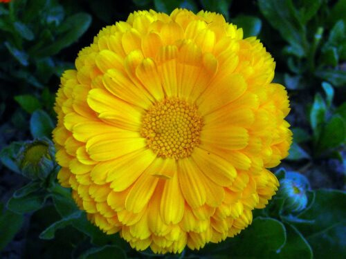 close-up photography of yellow flower