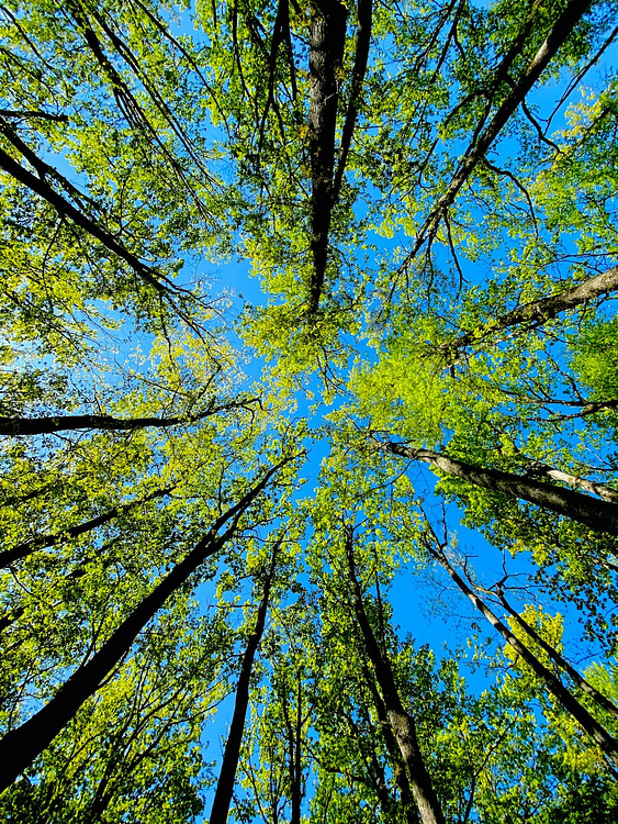 low angle photography of green and brown trees under blue sky during daytime