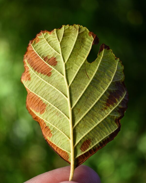 green leaf