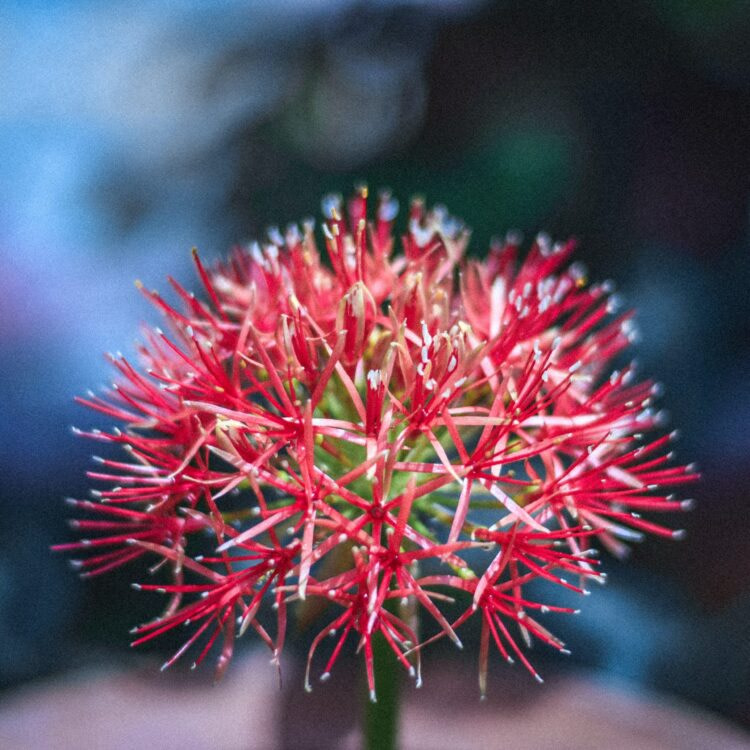 red flower in tilt shift lens