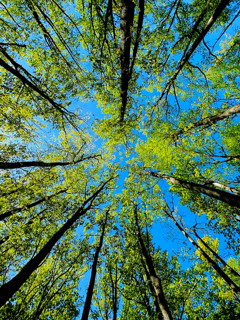 low angle photography of green and brown trees under blue sky during daytime