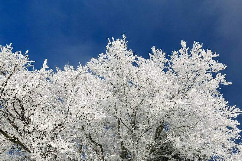 eyeworm view photo of tree with white leaf