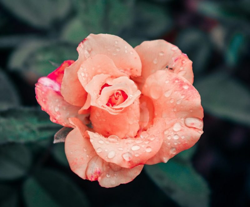 a pink rose with green leaves