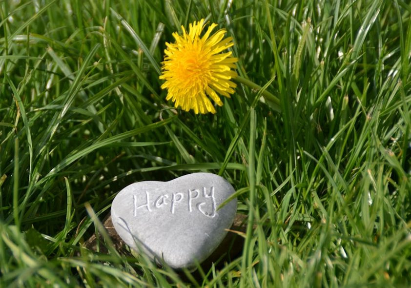 heart-shaped black stone on green grass