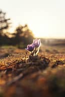 ales-me-uXvUpHY5o_4-unsplash Photo by Ales Me on Unsplash