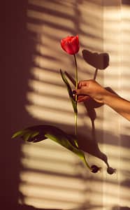 person holding red rose in front of white window blinds
