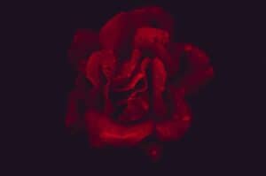 red rose with black background