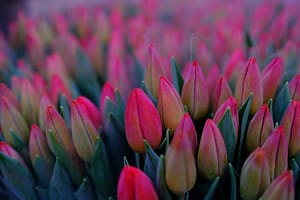 bunch of pink tulips flower