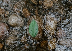 green leaf on water flow
