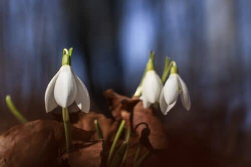 shallow focus photography of white flowers