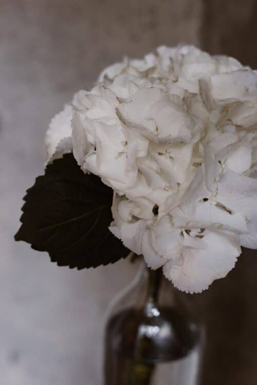 close up photo of white flower