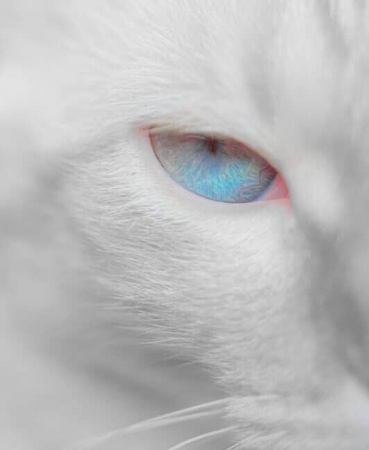 white cat with bright blue eyes